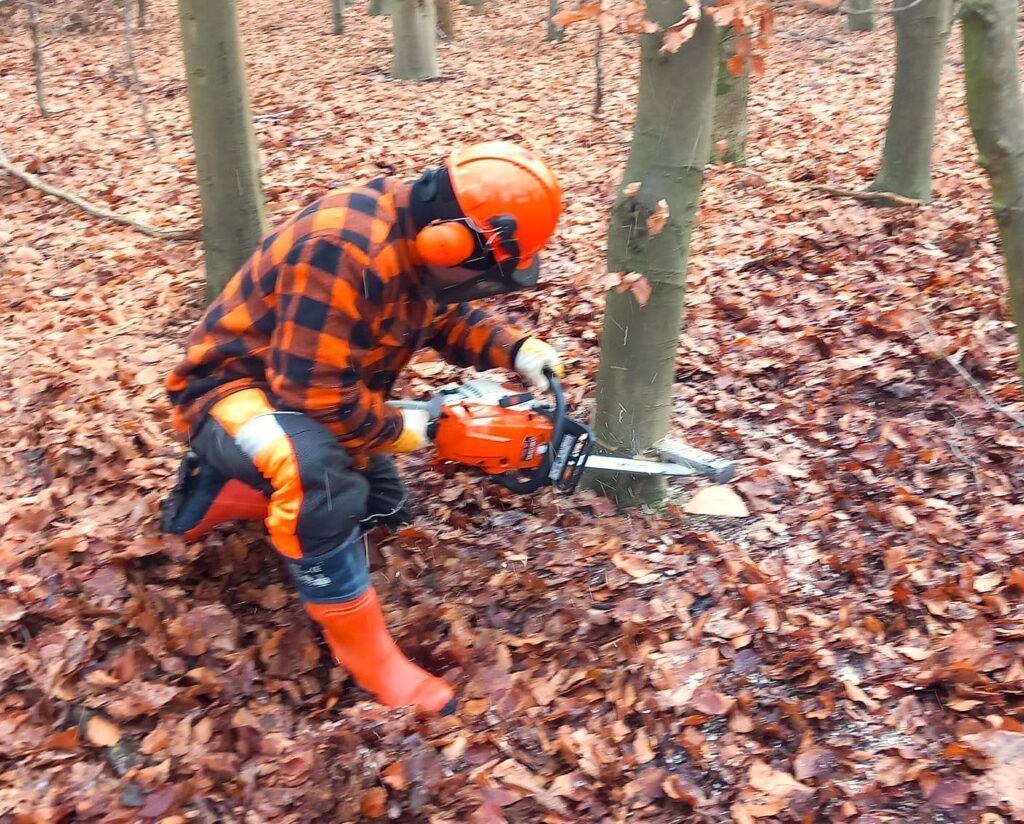 Sil aan de slag met het veilig vellen van een boom